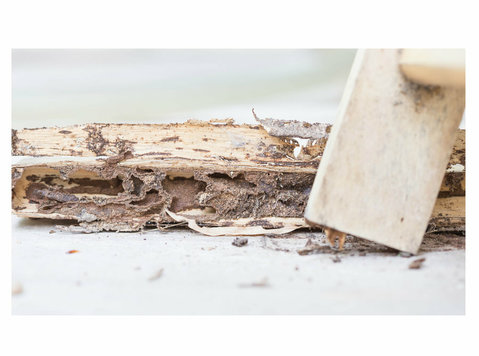 Mad Termite Experts - Serviços de Casa e Jardim
