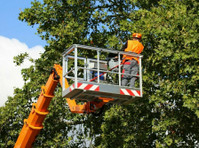 Oaks City Tree Removal Co (2) - Домашни и градинарски услуги