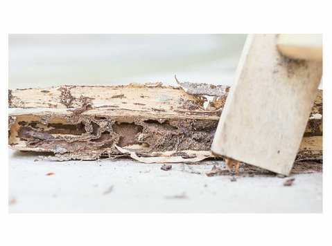Gold Termite Removal Experts - Home & Garden Services