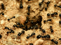 Prairie State Termite Experts (2) - Maison & Jardinage