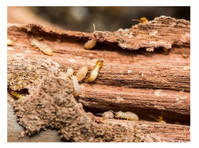 Beach Charm Termite Removal Experts (1) - Home & Garden Services