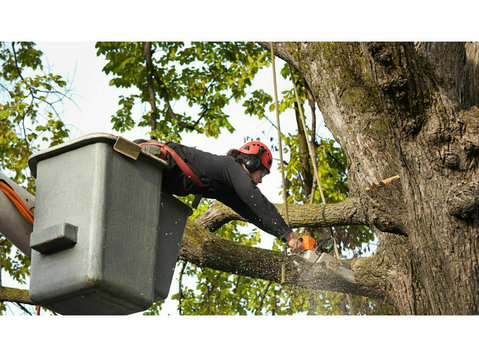 Electric City Tree Service - Usługi w obrębie domu i ogrodu