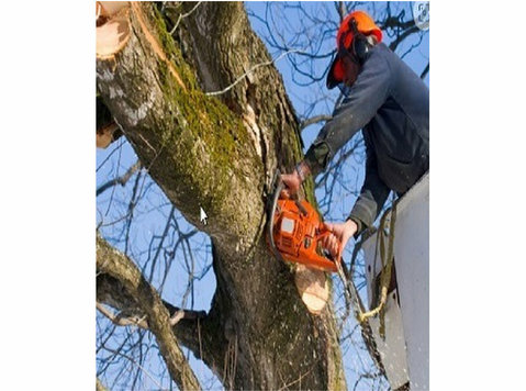 Titletown Tree Service - Дом и Сад
