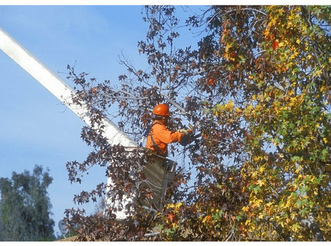 The Whaling City Tree Service - Home & Garden Services