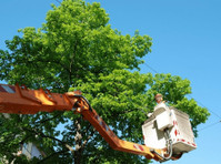 The Whaling City Tree Service (2) - Home & Garden Services