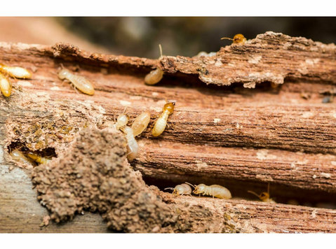 Titanium Termite Removal Experts - Home & Garden Services