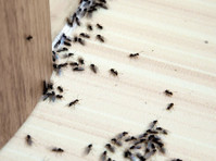 Titanium Termite Removal Experts (2) - Home & Garden Services
