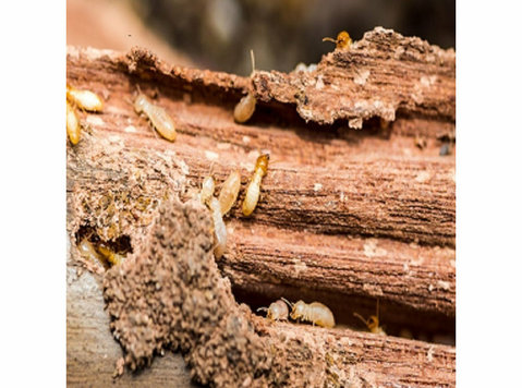 Forest Land Termite Removal Experts - Servicii Casa & Gradina