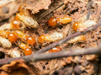 Port City Termite Removal Experts (1) - Υπηρεσίες σπιτιού και κήπου