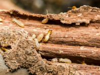 Little Termite Co (2) - Куќни  и градинарски услуги