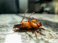 River City Termite Removal Experts (1) - Home & Garden Services