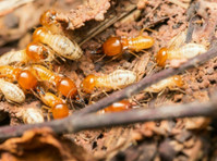 Palo Verde Termite Experts (2) - Usługi w obrębie domu i ogrodu