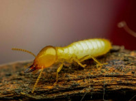 Palo Verde Termite Experts (4) - Home & Garden Services