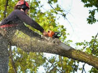 Wills Hill Tree Removal Solutions (1) - Puutarhurit ja maisemointi