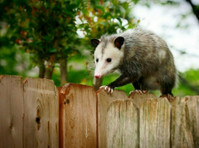 Weasel Wildlife Control Experts (1) - Huis & Tuin Diensten