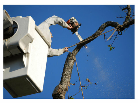 Hico Tree Removal Solutions - Haus- und Gartendienstleistungen
