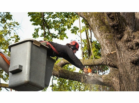 City of Bridges Tree Removal Solutions - Usługi w obrębie domu i ogrodu