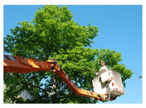 White Road Tree Removal Solutions - Usługi w obrębie domu i ogrodu
