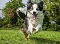 K9-Coach Home Dog Training (2) - Servicii Animale de Companie