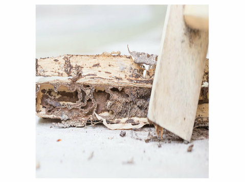 Industrial Hub Termite Removal Experts - Usługi w obrębie domu i ogrodu
