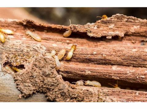 Heart Of Dixie Termite Experts - Maison & Jardinage