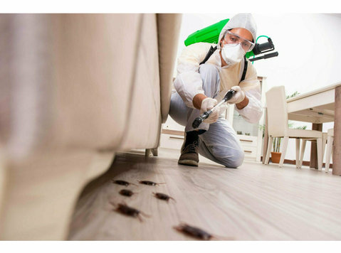 Fog City Termite Removal - Home & Garden Services