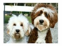 Snooze and Sniff - Australian Labradoodle Breeding Program (3) - Services aux animaux