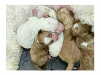 Snooze and Sniff - Australian Labradoodle Breeding Program (6) - Opieka nad zwierzętami
