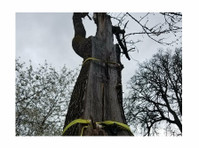 ArborPro Tree Experts (1) - Servicii Casa & Gradina