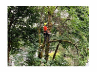 ArborPro Tree Experts (2) - Home & Garden Services