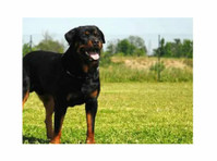 Champion Rottweilers (1) - Servicii Animale de Companie