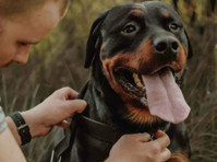 Champion Rottweilers (2) - Pet services