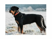 Champion Rottweilers (3) - Dzīvnieku pakalpojumi
