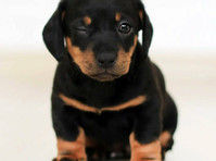 Champion Rottweilers (4) - Pet services