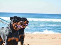Champion Rottweilers (5) - Services aux animaux