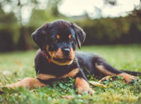 Champion Rottweilers (6) - Pet services