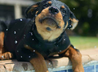 Champion Rottweilers (7) - Services aux animaux