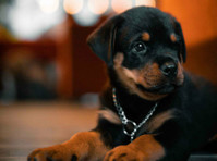 Champion Rottweilers (8) - Pet services