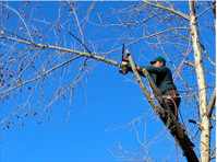 Farmington Tree Removal (1) - Zahradník a krajinářství