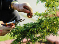 Farmington Tree Removal (3) - Giardinieri e paesaggistica