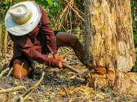 Novi Tree Service (2) - Градинарство и озеленяване