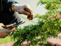 Novi Tree Service (3) - Grădinari şi Amenajarea Teritoriului
