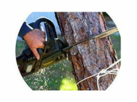 Parker Tree Trimming (1) - Υπηρεσίες σπιτιού και κήπου