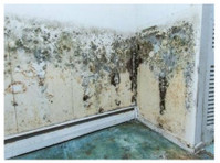 Palisades Platinum Mold Removal (2) - Home & Garden Services