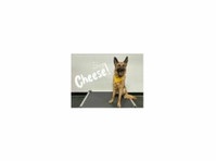 KC Dawgz Dog Training Academy (3) - پالتو سروسز