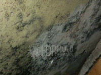 FDP Mold Remediation of Annapolis (1) - Дом и Сад