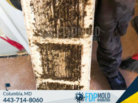 FDP Mold Remediation of Columbia (3) - Дом и Сад