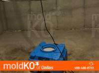 Mold KO of Dallas (1) - Куќни  и градинарски услуги