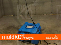 Mold KO of Wayne (1) - Servizi Casa e Giardino