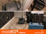 Mold KO of Wayne (2) - Usługi w obrębie domu i ogrodu